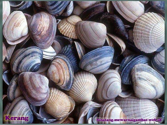 Gambar Kerang Kimacina - KibrisPDR