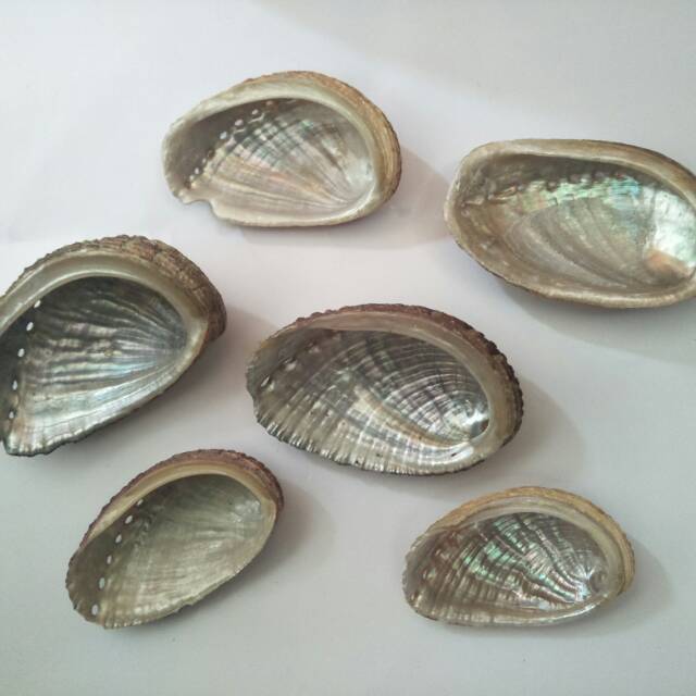 Detail Gambar Kerang Mata Bulan Nomer 19