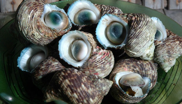 Detail Gambar Kerang Mata Bulan Nomer 8