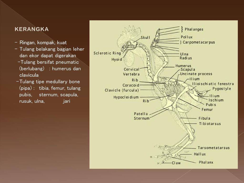 Detail Gambar Kerangka Ayam Nomer 9