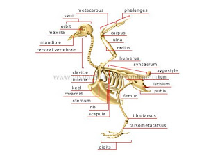 Detail Gambar Kerangka Ayam Nomer 6