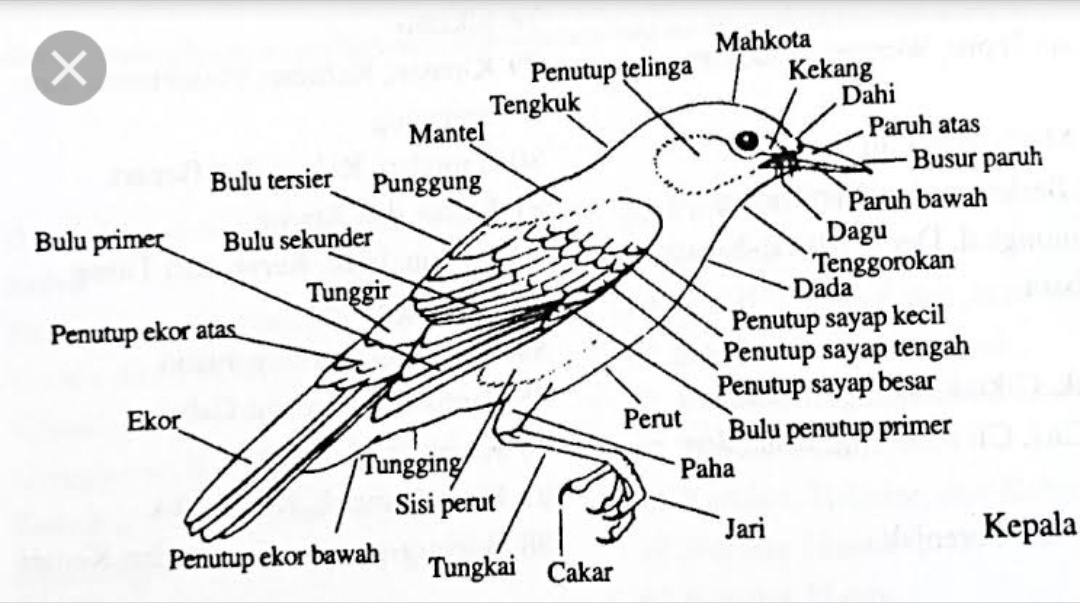 Detail Gambar Kerangka Burung Nomer 11