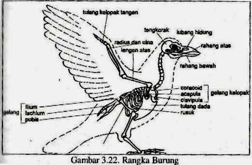 Detail Gambar Kerangka Burung Nomer 14