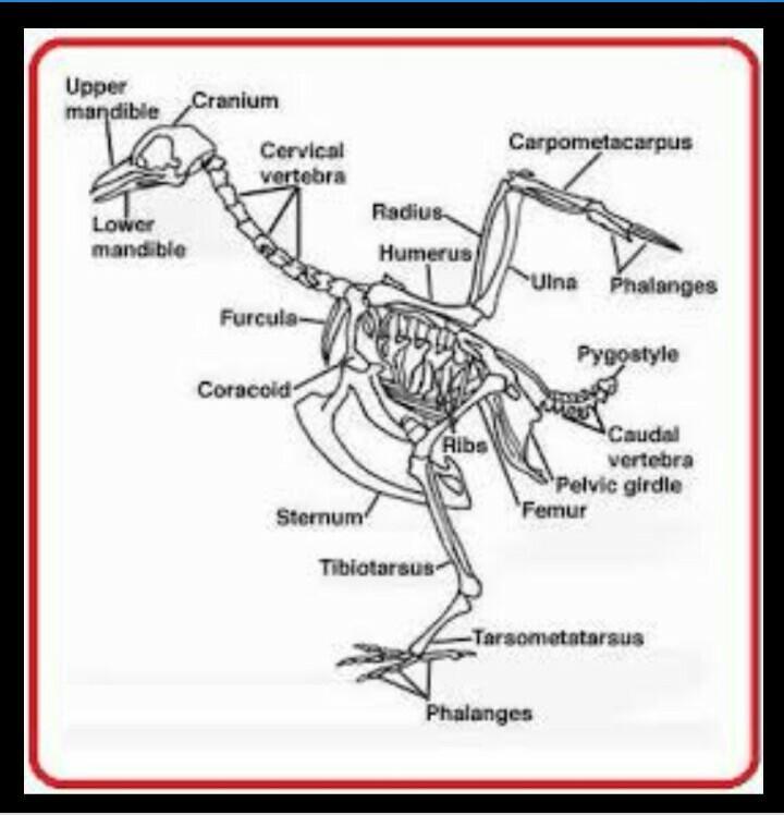 Detail Gambar Kerangka Burung Nomer 26