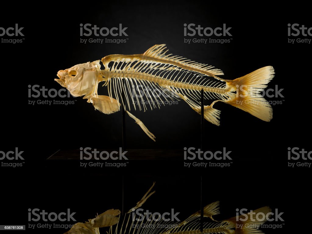 Detail Gambar Kerangka Ikan Nomer 4