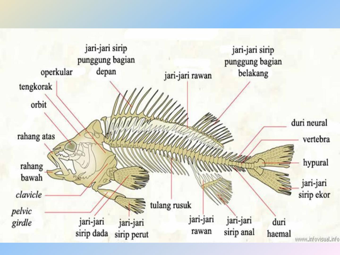 Detail Gambar Kerangka Ikan Nomer 28