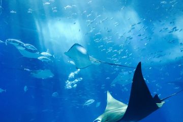 Detail Gambar Kerangka Ikan Koleksi Nomer 55