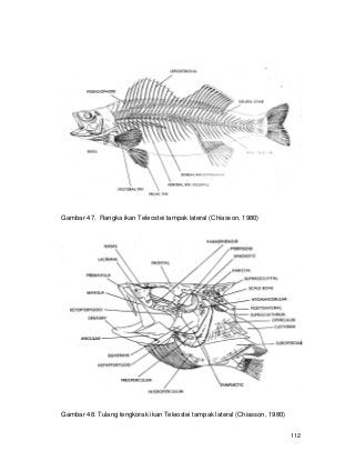 Detail Gambar Kerangka Ikan Koleksi Nomer 56