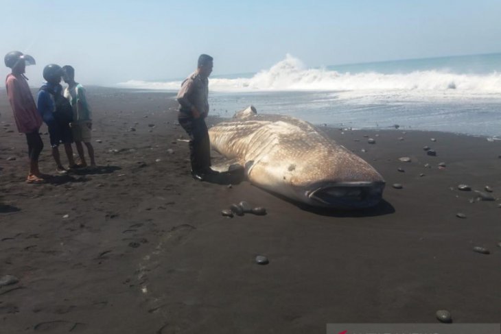 Detail Gambar Kerangka Ikan Paus Dan Ikanpausnya Nomer 17