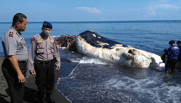 Detail Gambar Kerangka Ikan Paus Dan Ikanpausnya Nomer 21