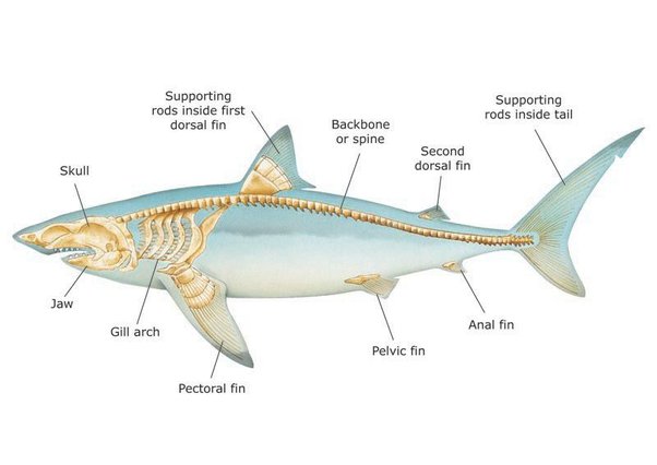 Detail Gambar Kerangka Ikan Paus Dan Ikanpausnya Nomer 6