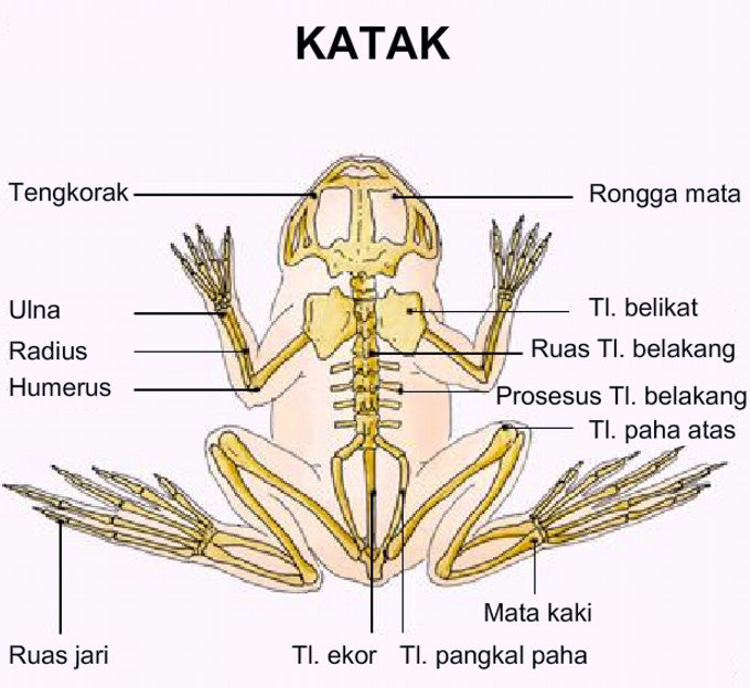 Gambar Kerangka Katak - KibrisPDR