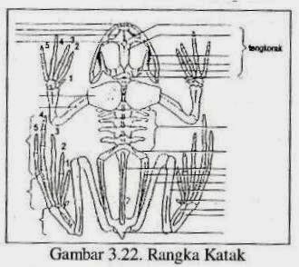 Detail Gambar Kerangka Katak Nomer 11