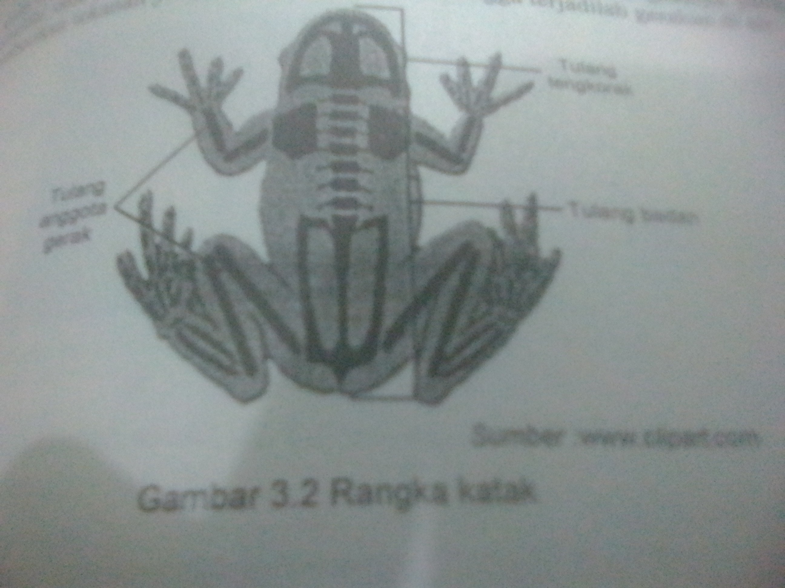 Detail Gambar Kerangka Katak Nomer 12