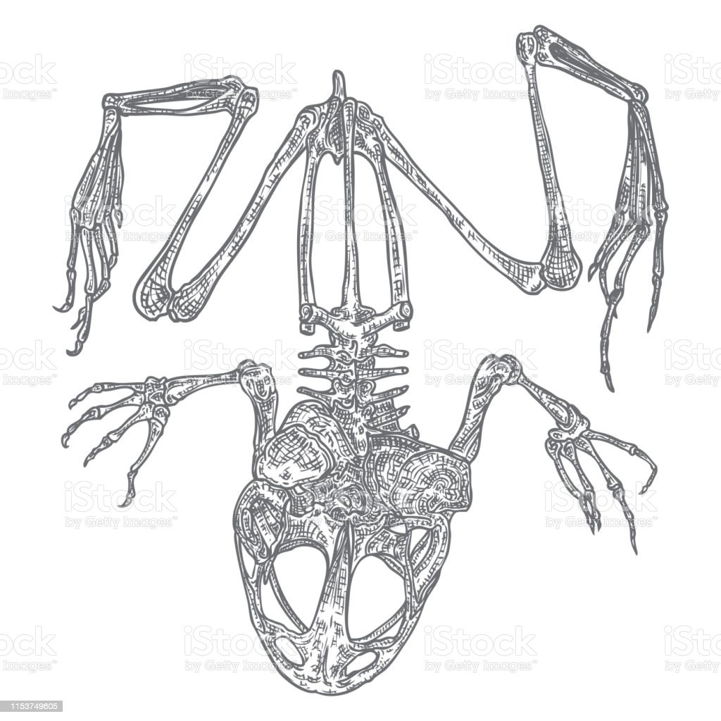 Detail Gambar Kerangka Katak Nomer 14