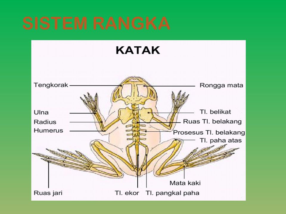 Detail Gambar Kerangka Katak Nomer 16