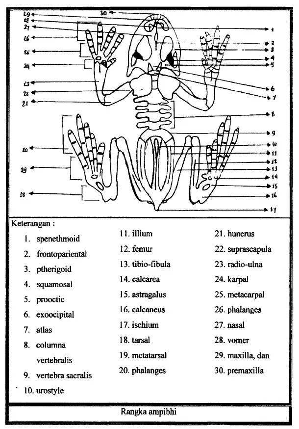Detail Gambar Kerangka Katak Nomer 17