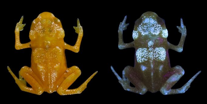 Detail Gambar Kerangka Katak Nomer 18