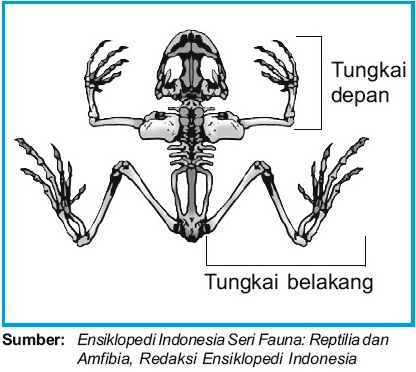 Detail Gambar Kerangka Katak Nomer 21