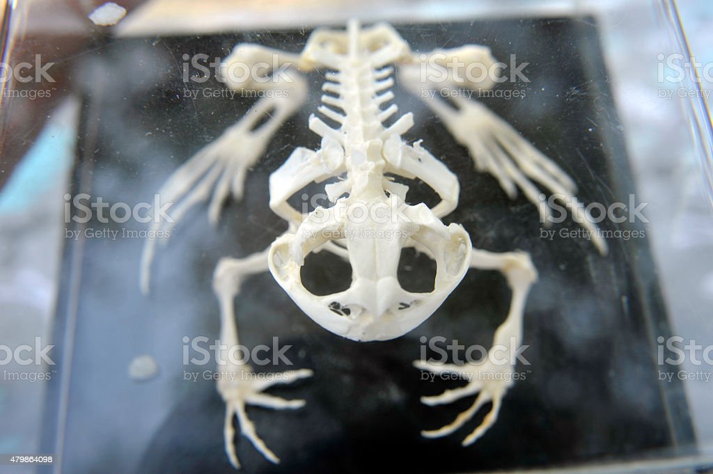 Detail Gambar Kerangka Katak Nomer 23