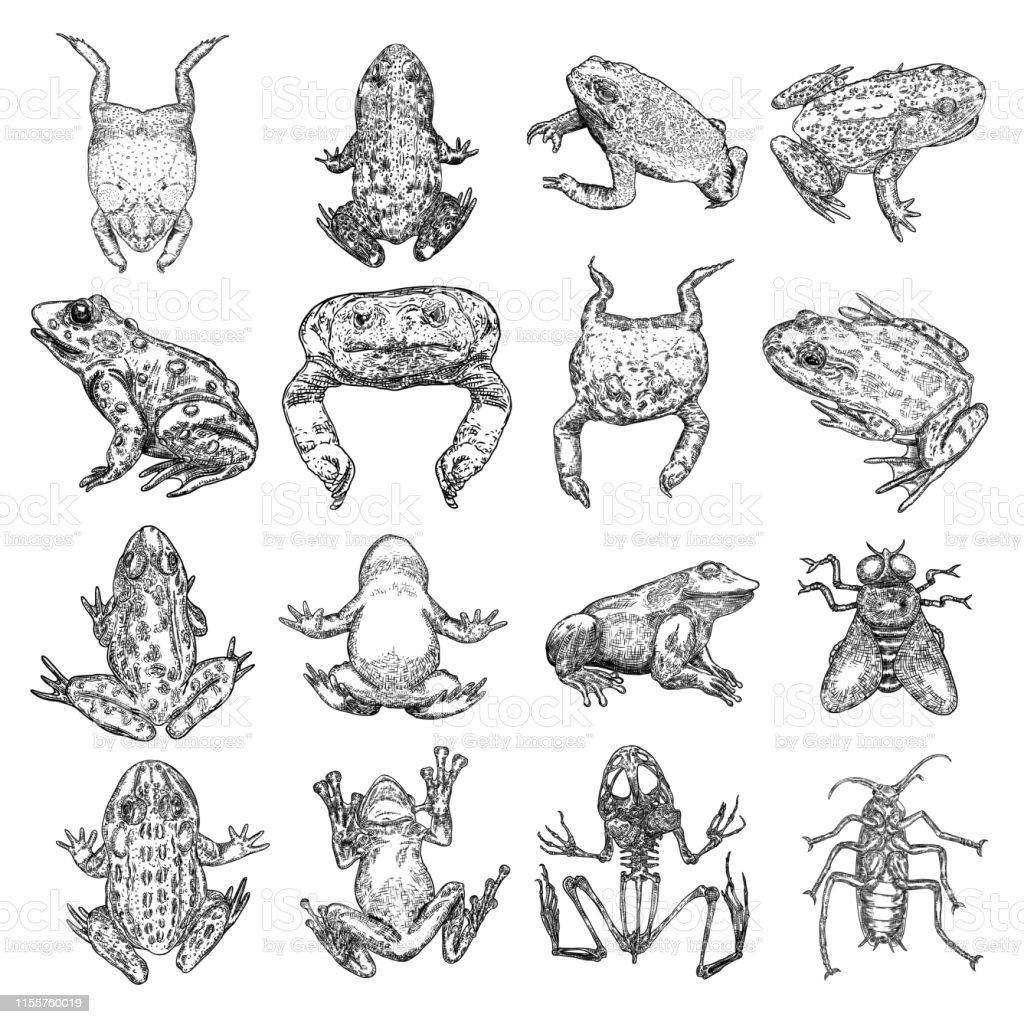 Detail Gambar Kerangka Katak Nomer 24