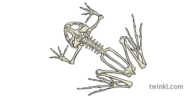 Detail Gambar Kerangka Katak Nomer 27