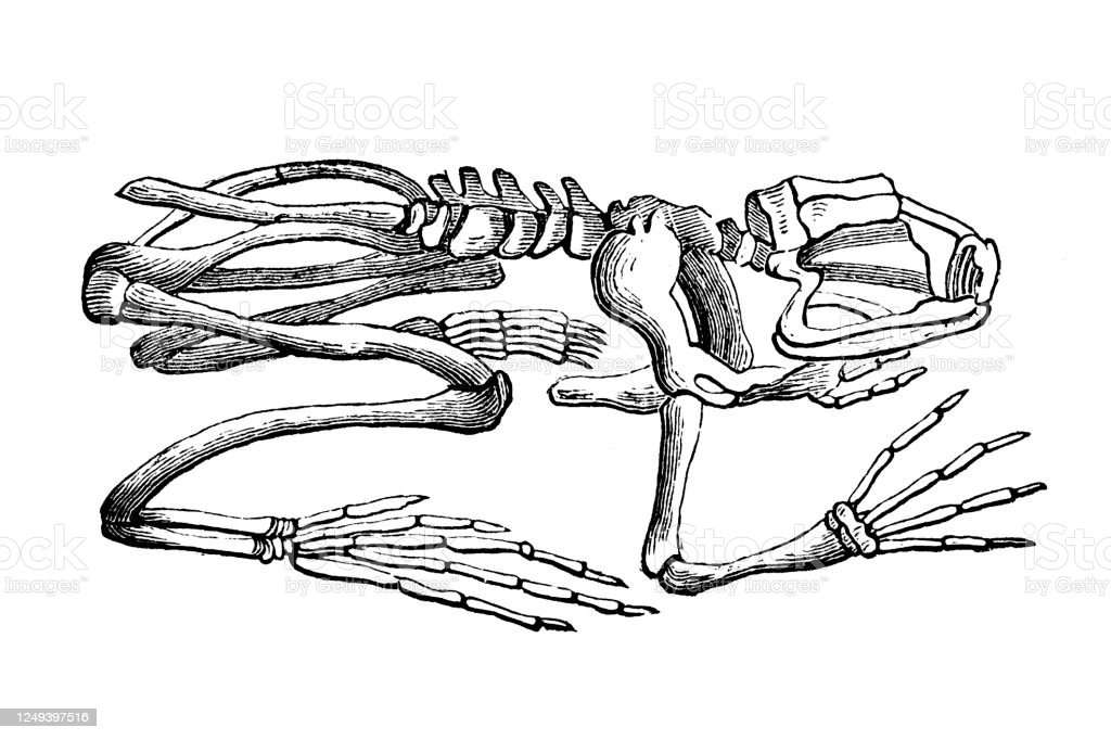 Detail Gambar Kerangka Katak Nomer 4