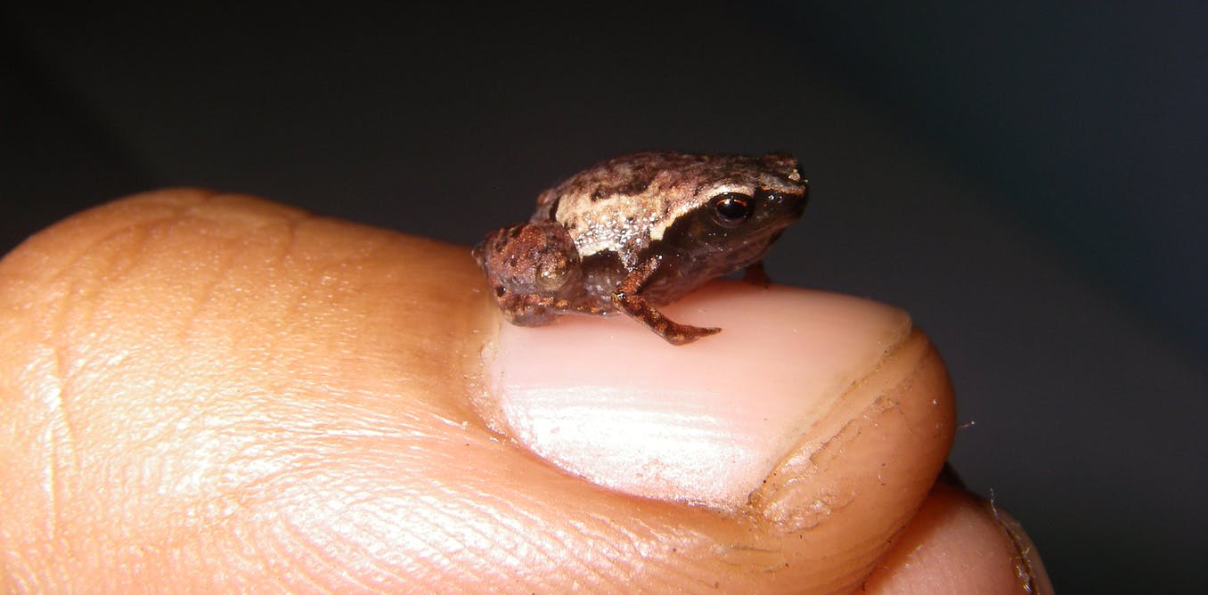 Detail Gambar Kerangka Katak Nomer 31