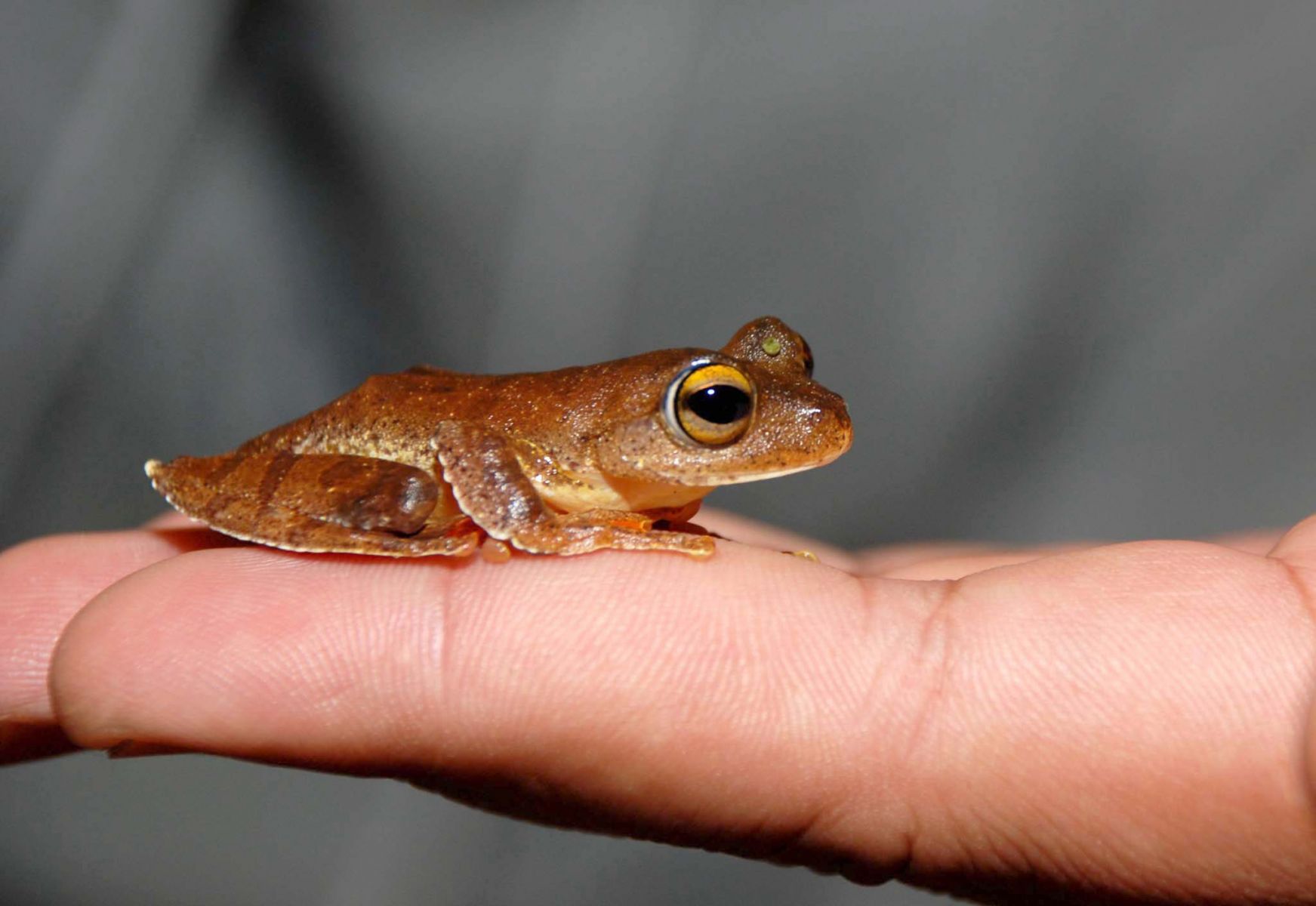Detail Gambar Kerangka Katak Nomer 32