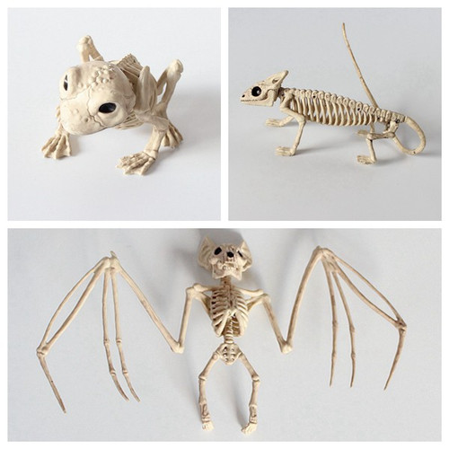 Detail Gambar Kerangka Katak Nomer 33