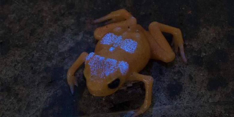 Detail Gambar Kerangka Katak Nomer 34