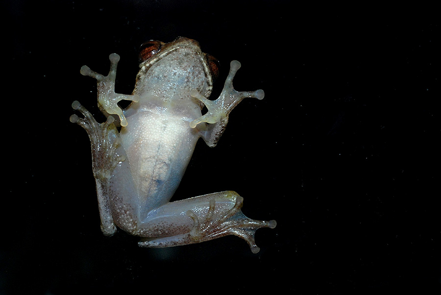 Detail Gambar Kerangka Katak Nomer 38