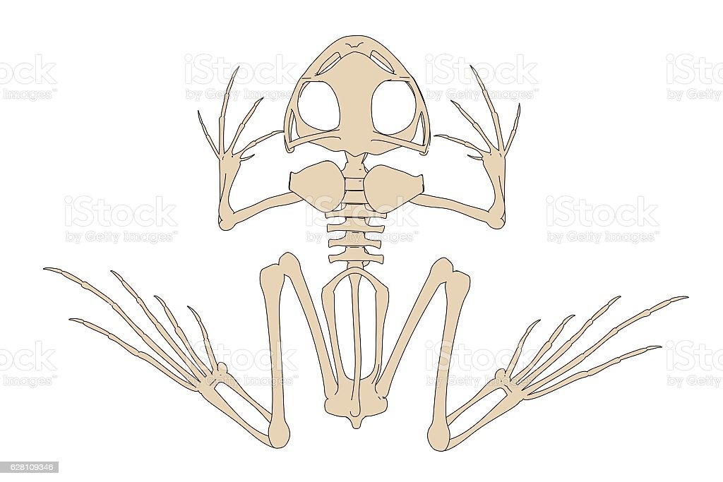 Detail Gambar Kerangka Katak Nomer 5