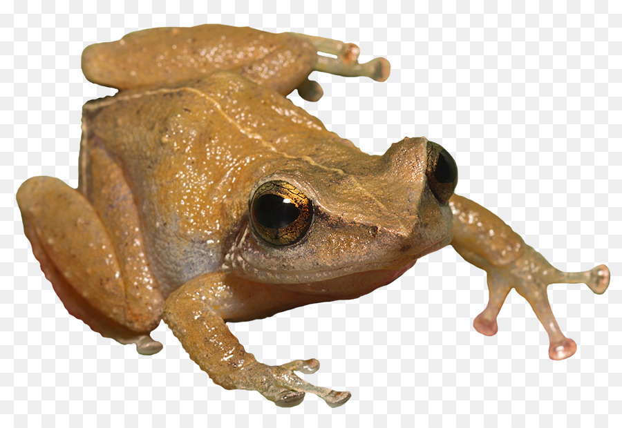 Detail Gambar Kerangka Katak Nomer 39