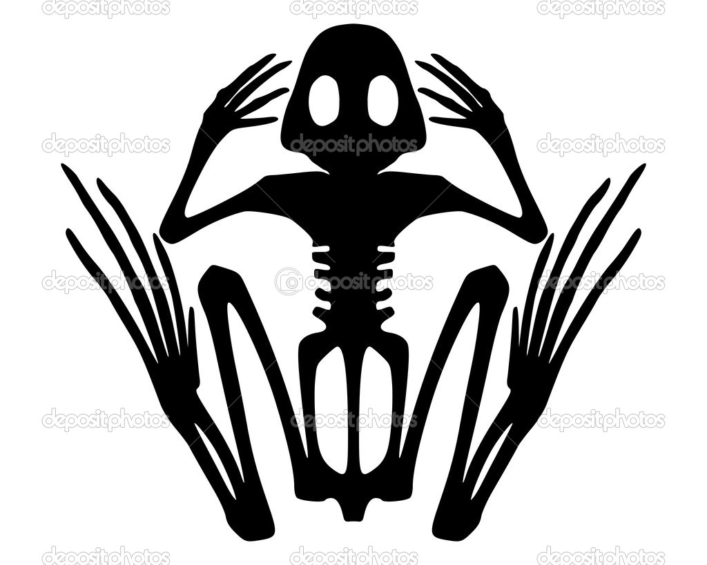 Detail Gambar Kerangka Katak Nomer 42
