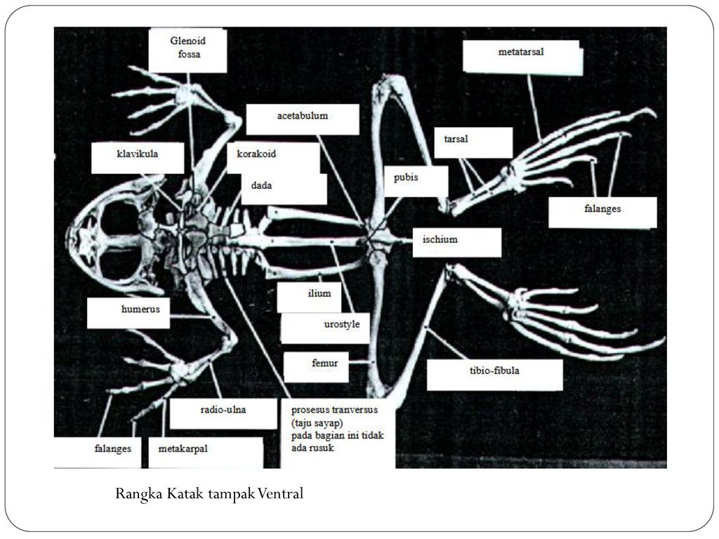 Detail Gambar Kerangka Katak Nomer 44