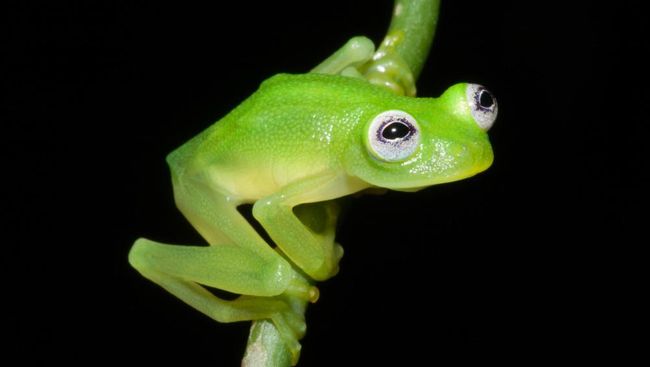 Detail Gambar Kerangka Katak Nomer 46