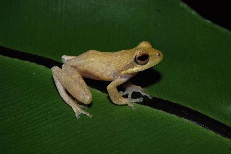 Detail Gambar Kerangka Katak Nomer 49