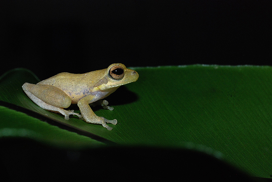 Detail Gambar Kerangka Katak Nomer 50