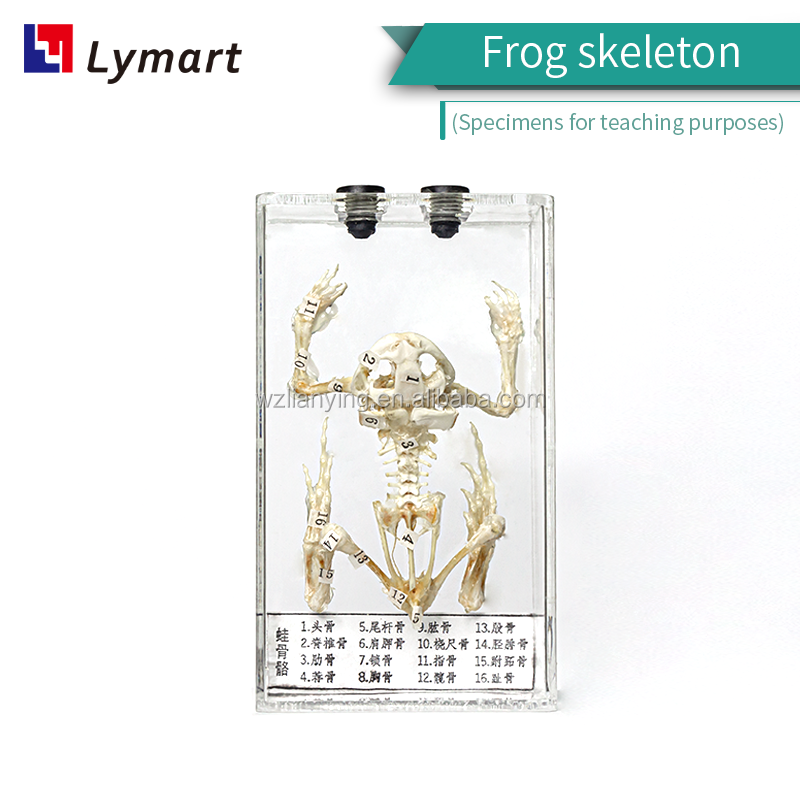 Detail Gambar Kerangka Katak Nomer 51