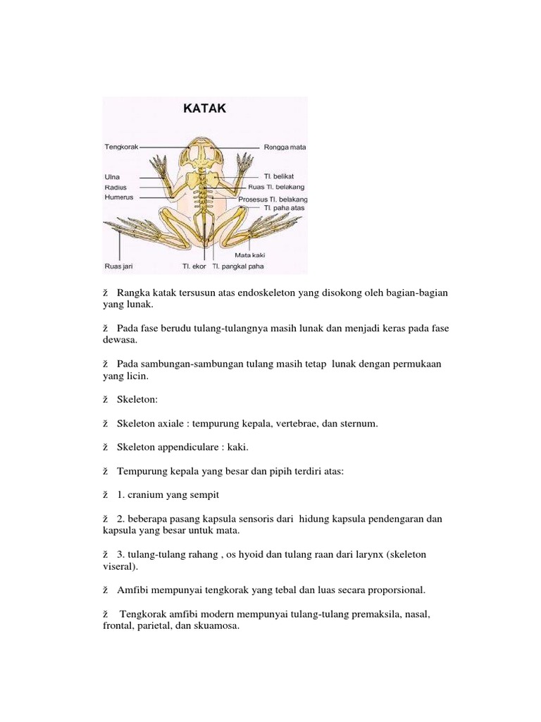 Detail Gambar Kerangka Katak Nomer 53