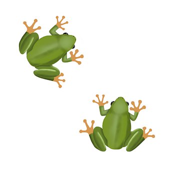 Detail Gambar Kerangka Katak Nomer 54
