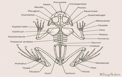 Detail Gambar Kerangka Katak Nomer 7