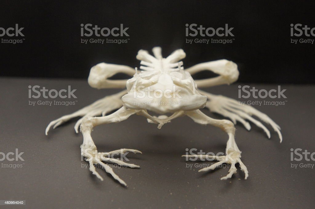 Detail Gambar Kerangka Katak Nomer 8