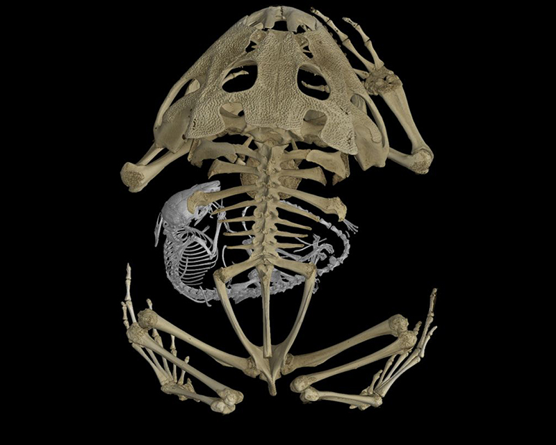 Detail Gambar Kerangka Katak Nomer 9
