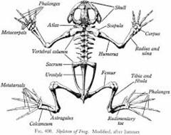 Detail Gambar Kerangka Katak Nomer 10