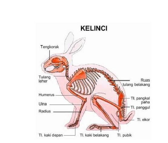 Gambar Kerangka Kelinci - KibrisPDR