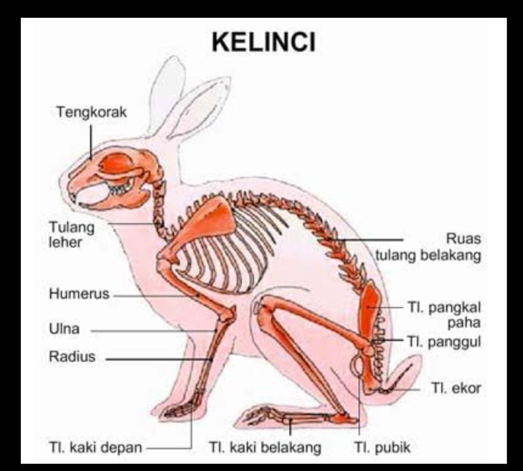 Detail Gambar Kerangka Kelinci Nomer 55