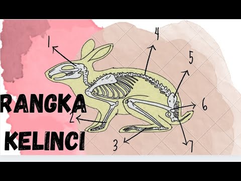 Detail Gambar Kerangka Kelinci Nomer 8