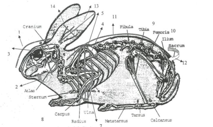 Detail Gambar Kerangka Kelinci Nomer 10